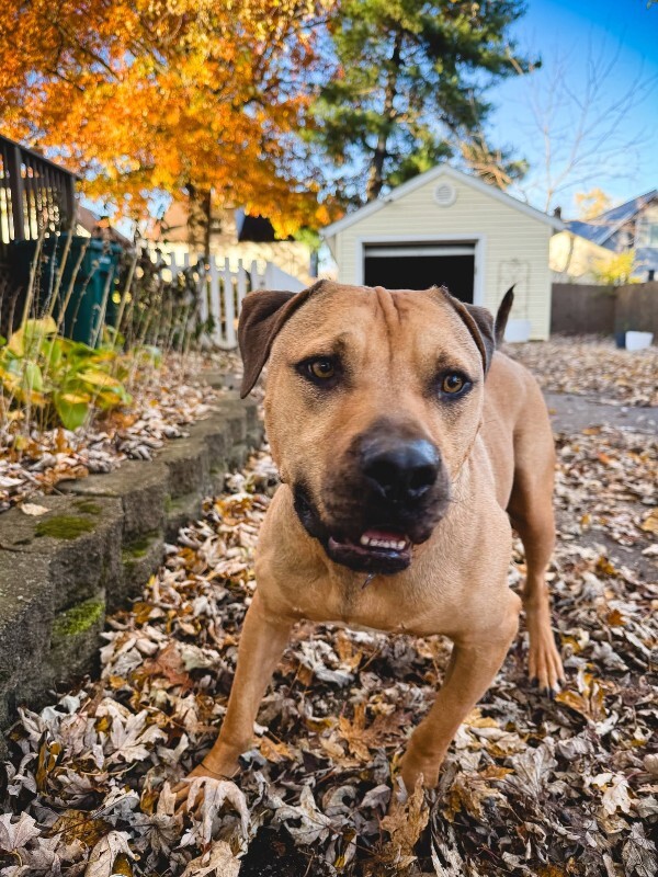 View Todd the Dog Photo #19