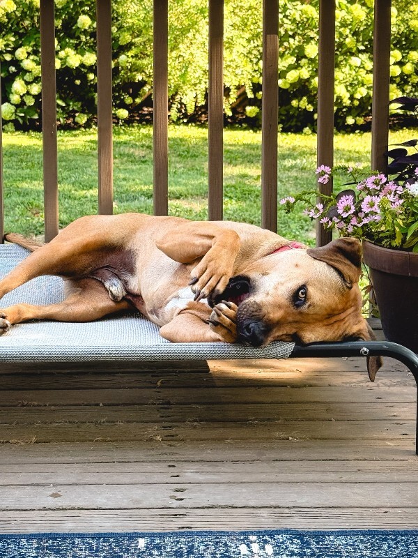 View Todd the Dog Photo #18