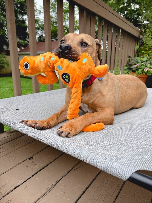 View Todd the Dog Photo #15