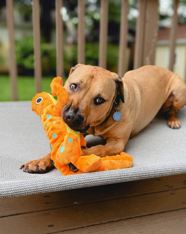 Learn More About Todd Todd - Dog