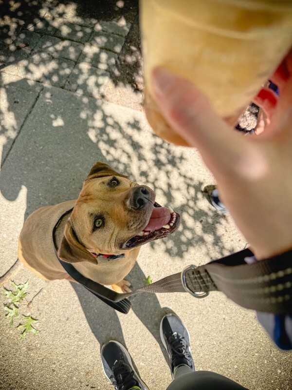 View Todd the Dog Photo #2