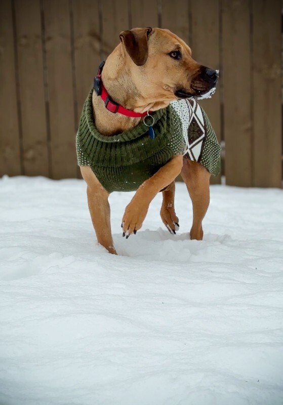 View Found Dog Photo #1