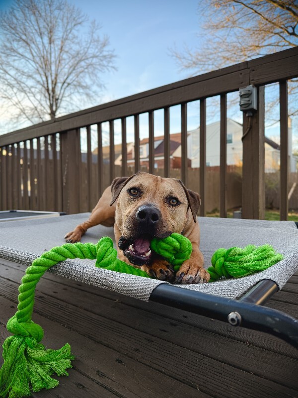 View Todd the Dog Photo #4