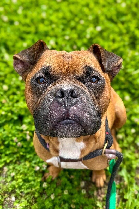Learn More About Carolus Carolus - Dog