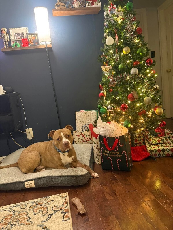 View Marcus the Dog Photo #13