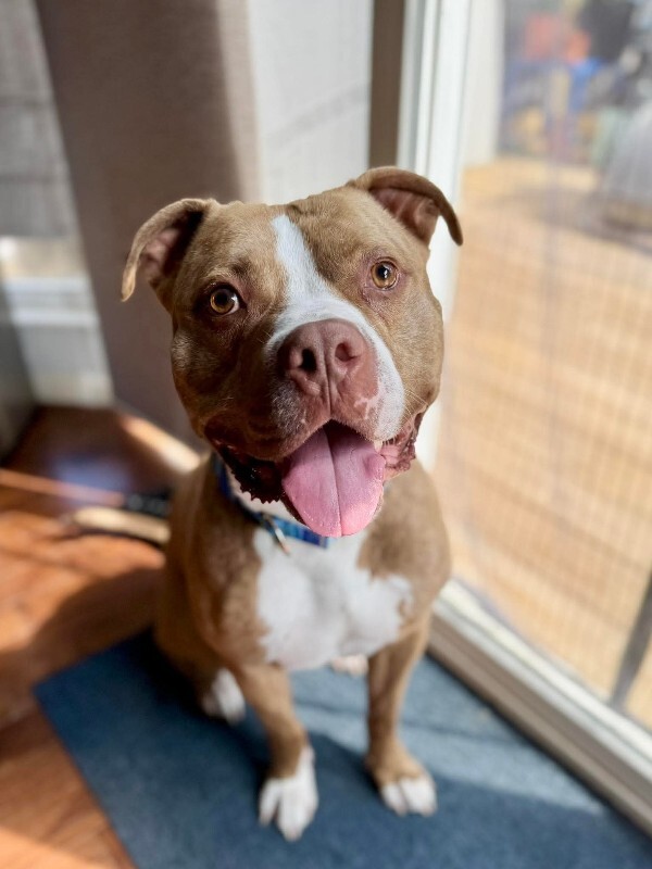 View Marcus the Dog Photo #2