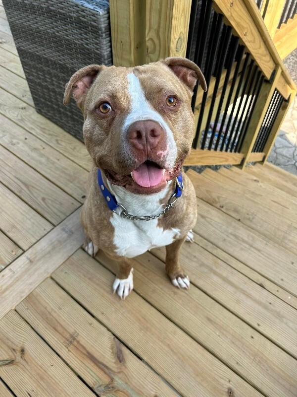 View Marcus the Dog Photo #16