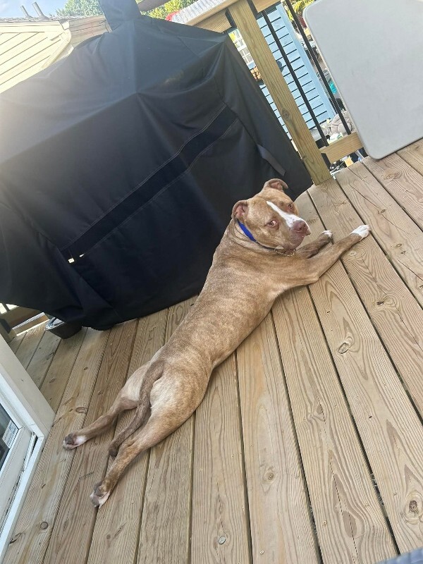 View Marcus the Dog Photo #10