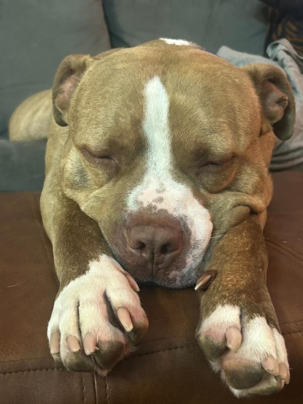 View Marcus the Dog Photo #6