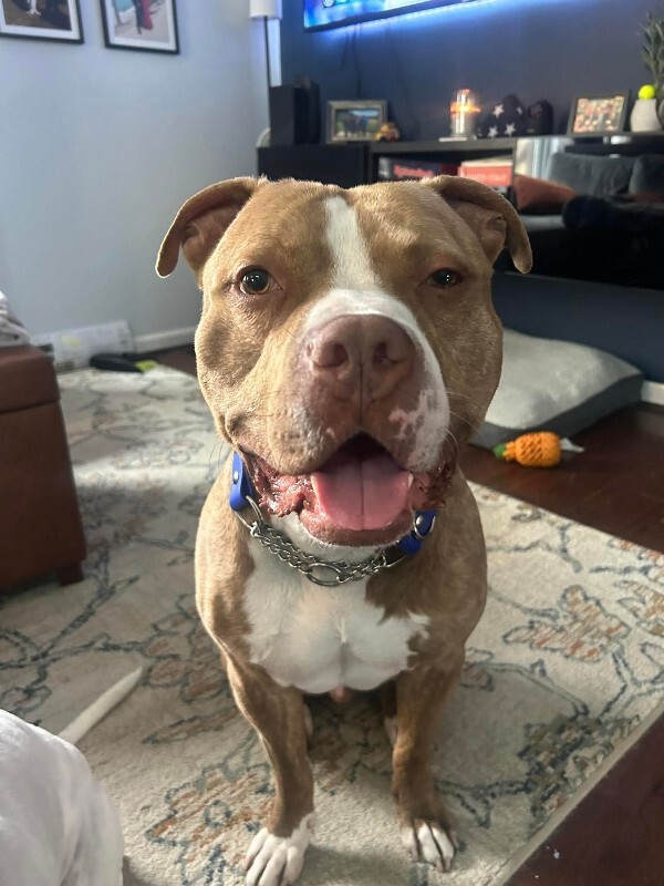 View Marcus the Dog Photo #8