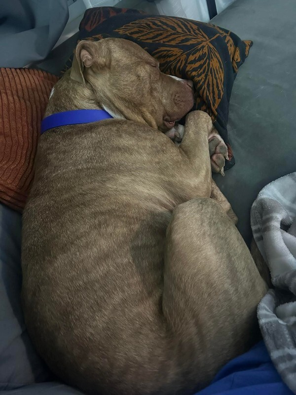 View Marcus the Dog Photo #11