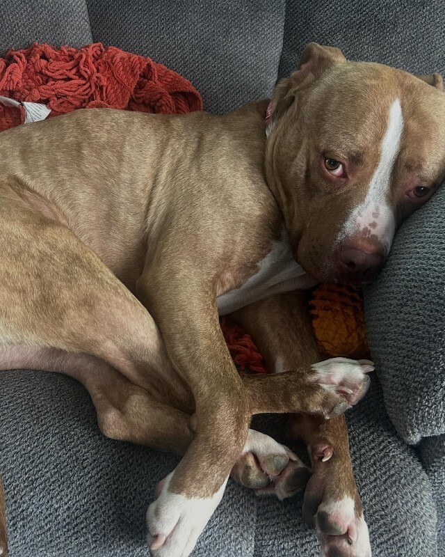 View Marcus the Dog Photo #14