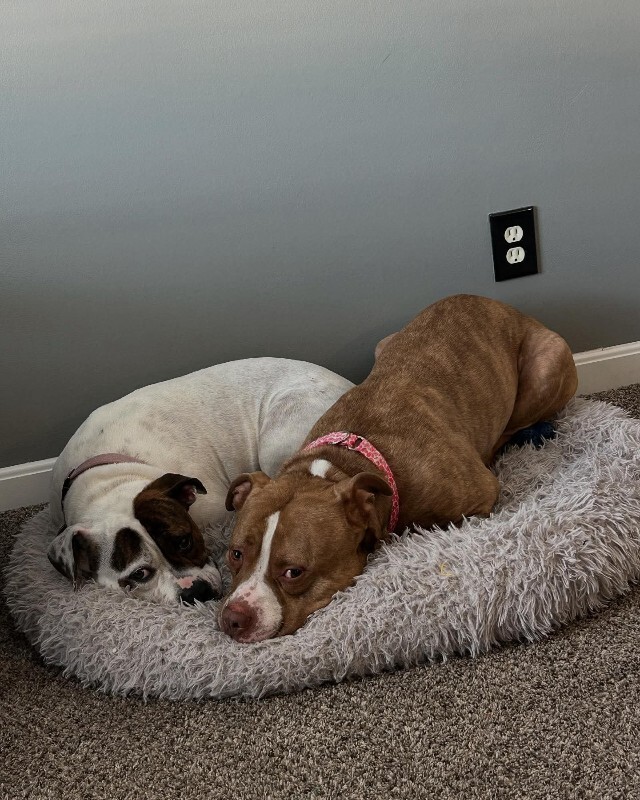 View Marcus the Dog Photo #12