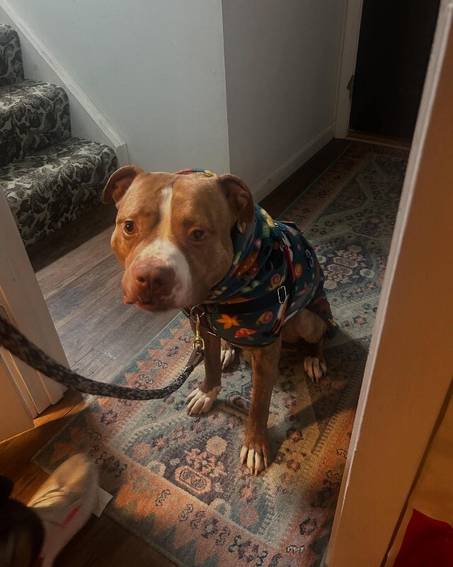 View Marcus the Dog Photo #9