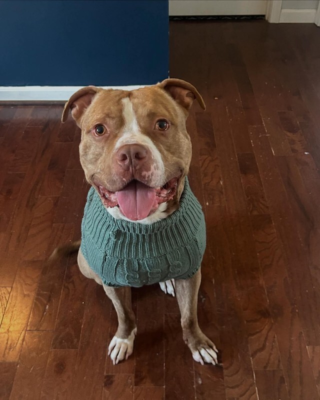 View Marcus the Dog Photo #4