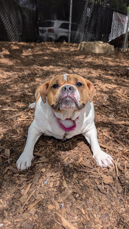 View Mia the Dog Photo #13