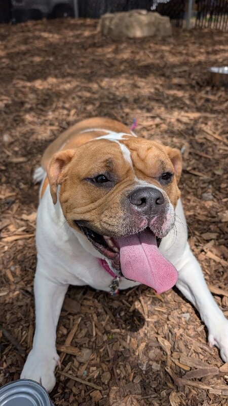 View Mia the Dog Photo #11