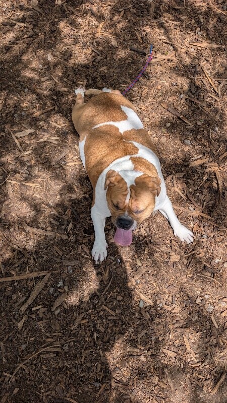 View Mia the Dog Photo #12