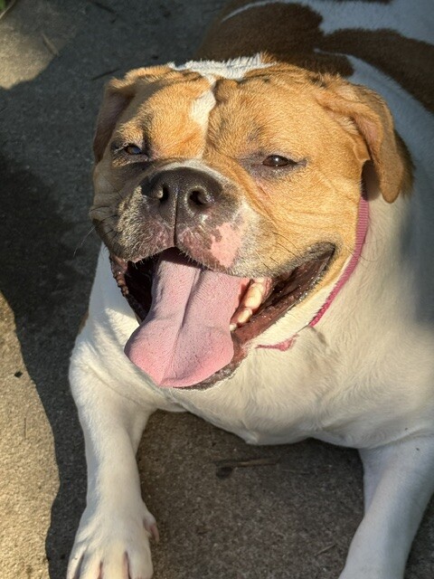 View Mia the Dog Photo #9