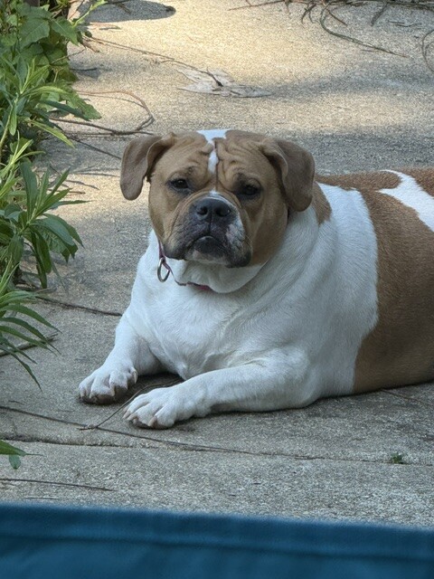 View Mia the Dog Photo #5