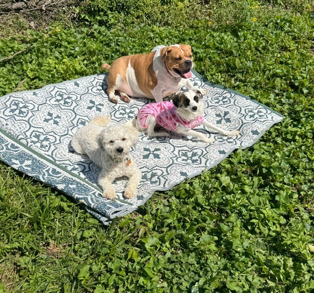 View Mia the Dog Photo #4