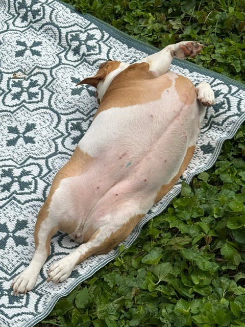 View Mia the Dog Photo #6