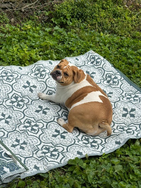 Mia - Dog