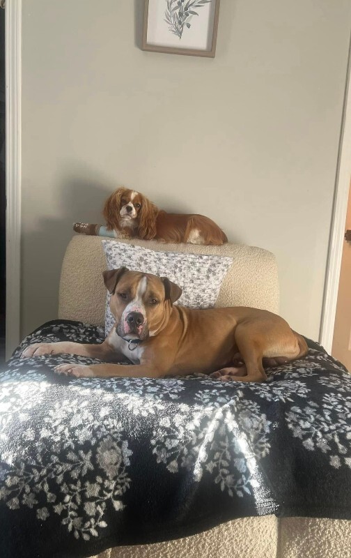 View Chaplin the Dog Photo #6