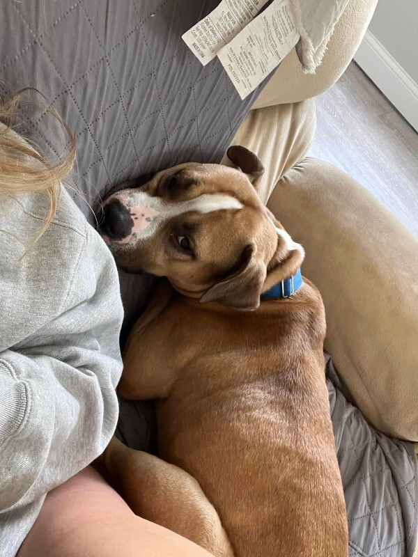 View Chaplin the Dog Photo #5