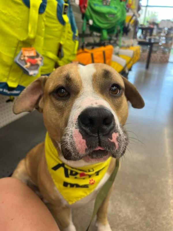 View Chaplin the Dog Photo #2