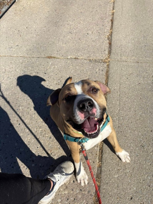 View Chaplin the Dog Photo #8