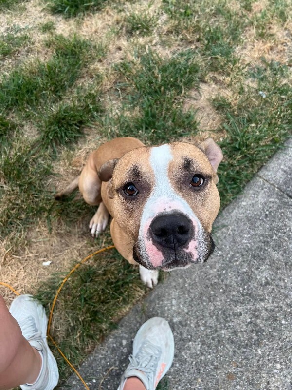 View Chaplin the Dog Photo #9