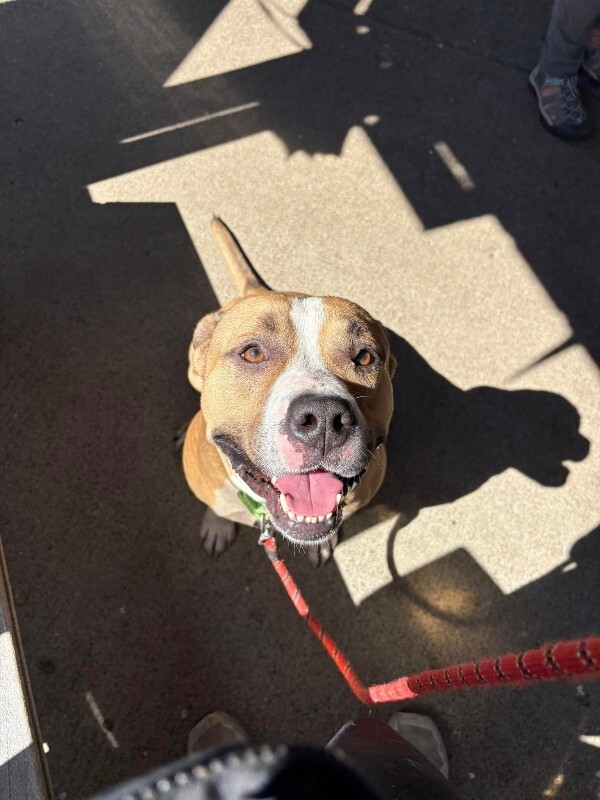 View Chaplin the Dog Photo #3