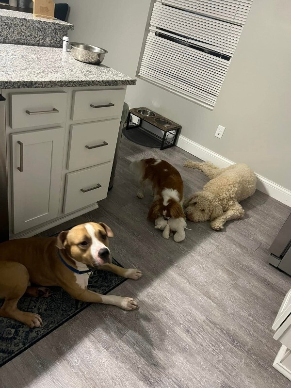 View Chaplin the Dog Photo #7