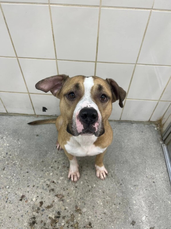 View Chaplin the Dog Photo #4