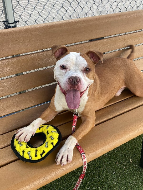Learn More About Deebow Deebow - Dog