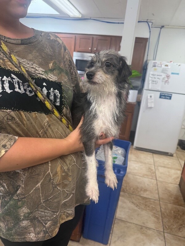 Learn More About Missy Missy - Dog