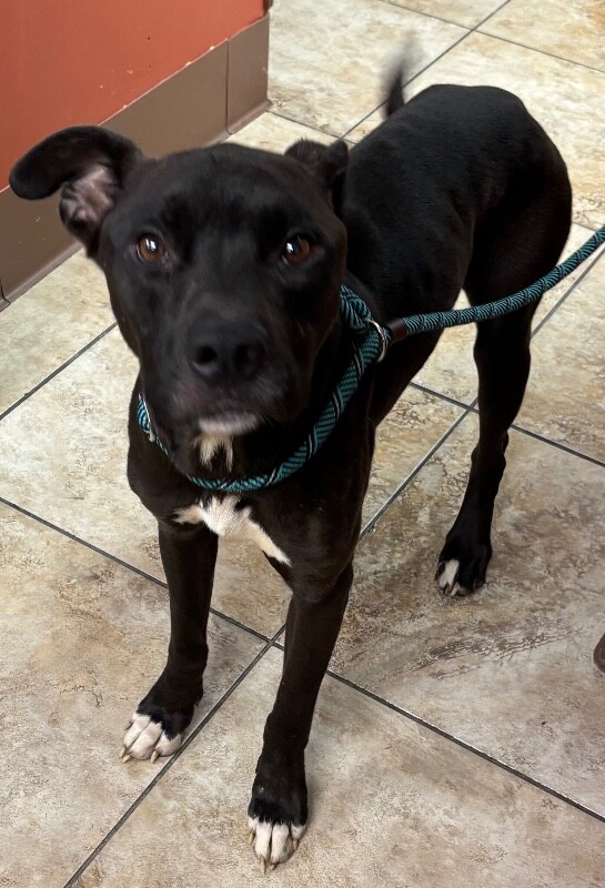 Learn More About Archie Archie - Dog