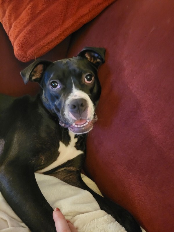 View Cassidy the Dog Photo #14