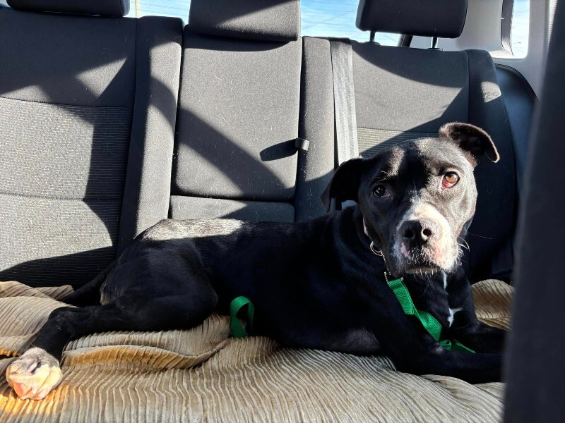 View Cassidy the Dog Photo #18