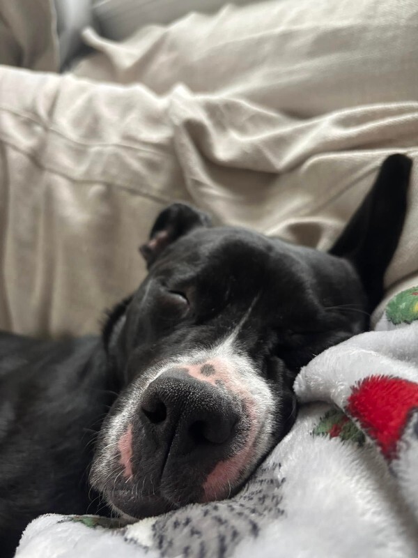 View Cassidy the Dog Photo #13