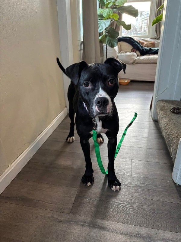 View Cassidy the Dog Photo #15