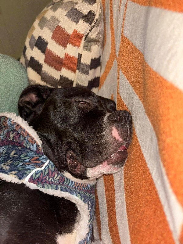 View Cassidy the Dog Photo #17