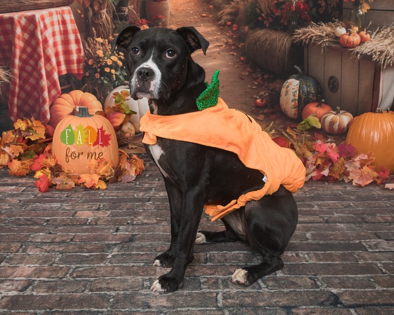 View Cassidy the Dog Photo #12