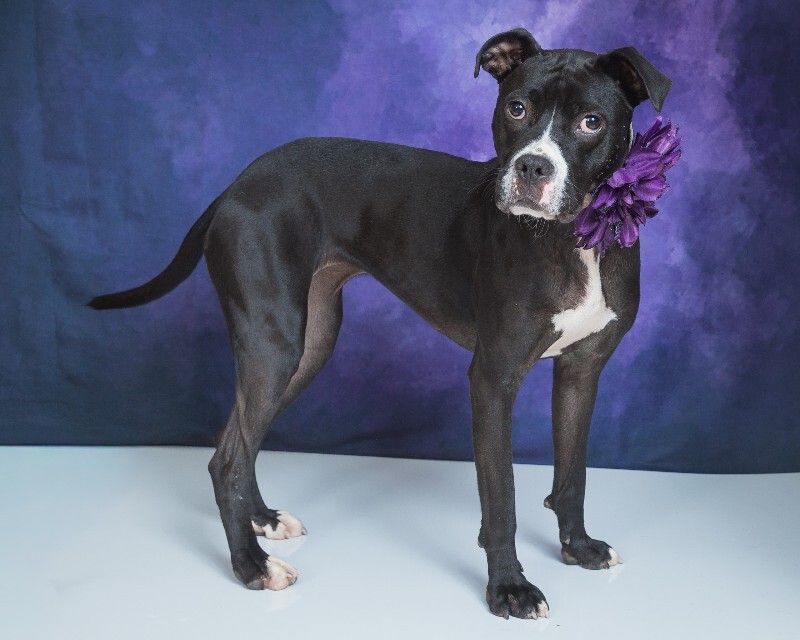 View Cassidy the Dog Photo #4