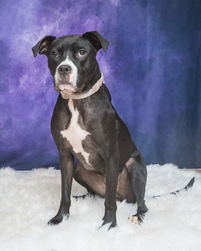 View Cassidy the Dog Photo #10