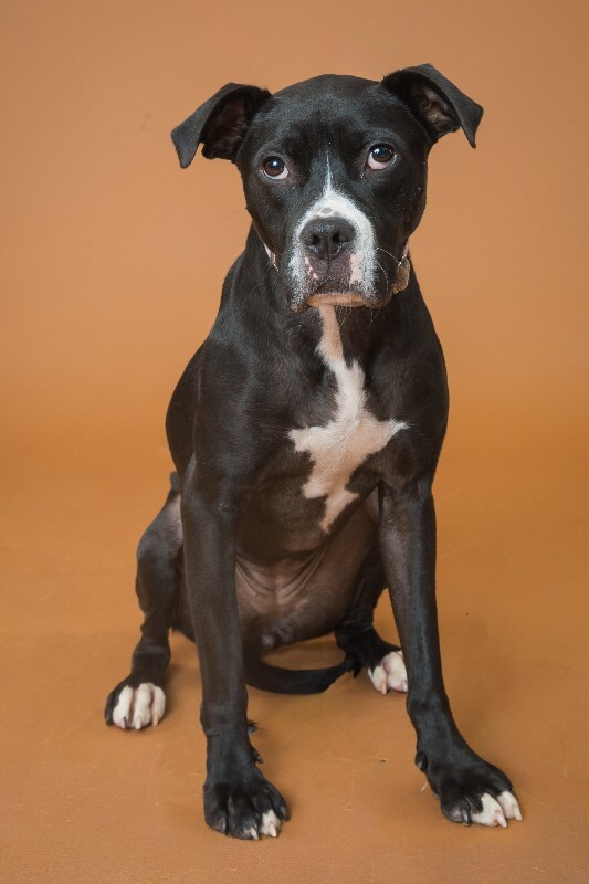 View Cassidy the Dog Photo #11