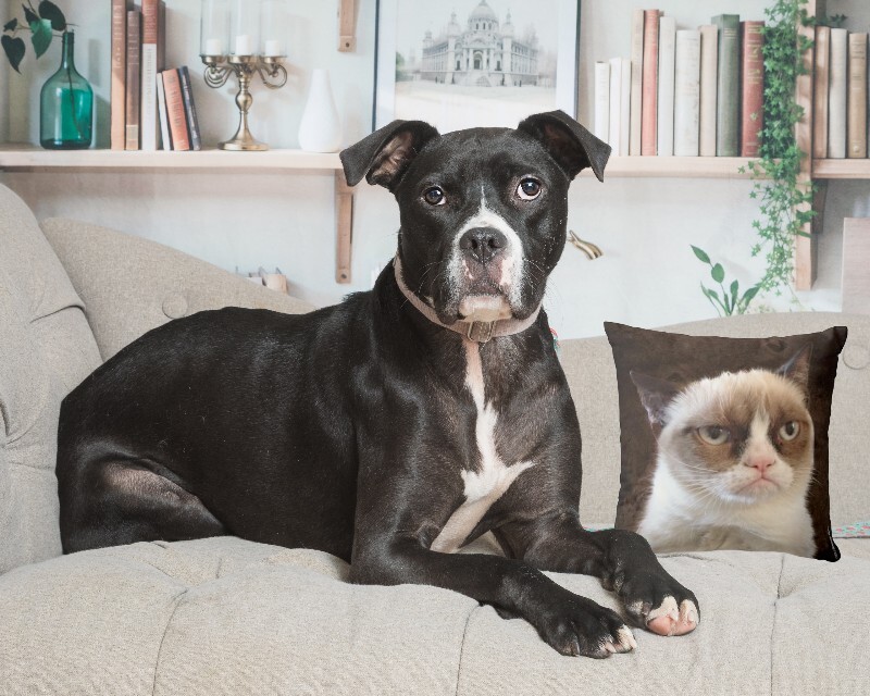 View Cassidy the Dog Photo #6