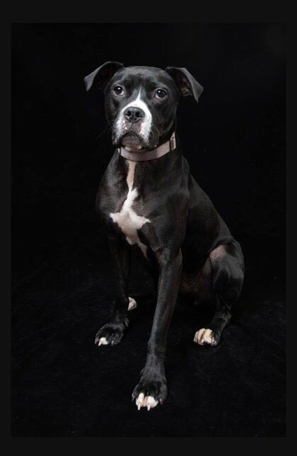 View Cassidy the Dog Photo #3