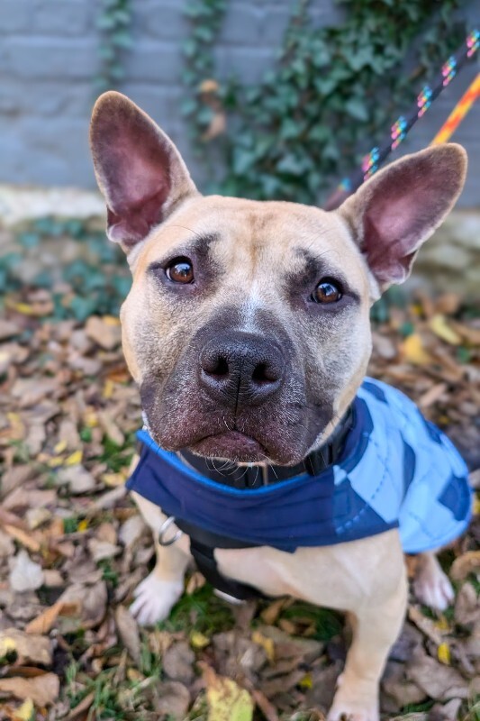 Learn More About Flapjack Flapjack - Dog